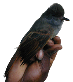photo of Rufous-tailed flycatcher