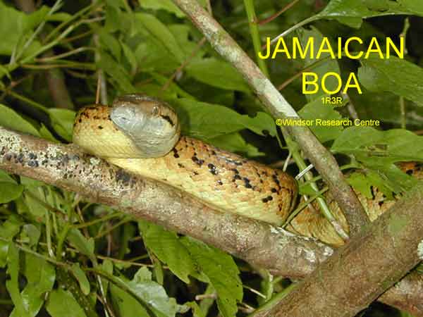 Snakes In Jamaica