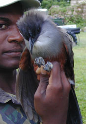 photo of Jamaican Lizard Cuckoo