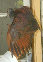 photo of crested quail dove