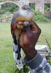 photo of Jamaican Lizard Cuckoo