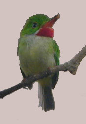 photo of Jamaican Tody