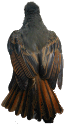 photo of Rufous-tailed flycatcher