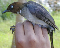 photo of White-eyed Thrush