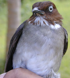 photo of White-eyed Thrush