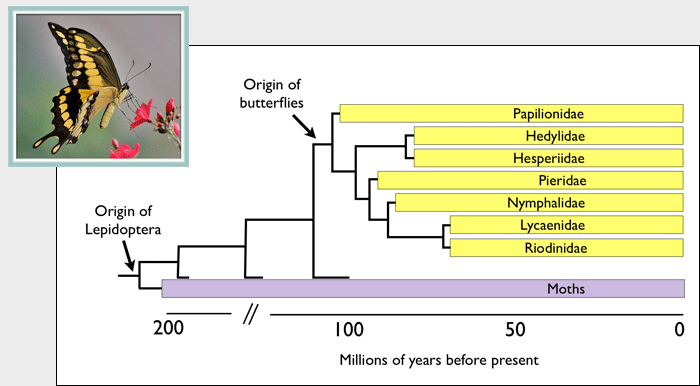 evolutionary chart